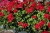 Pelargonia MARCADA DARK RED P9