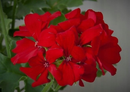 Pelargonia MARCADA DARK RED P9