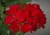 Pelargonia MARCADA DARK RED P9