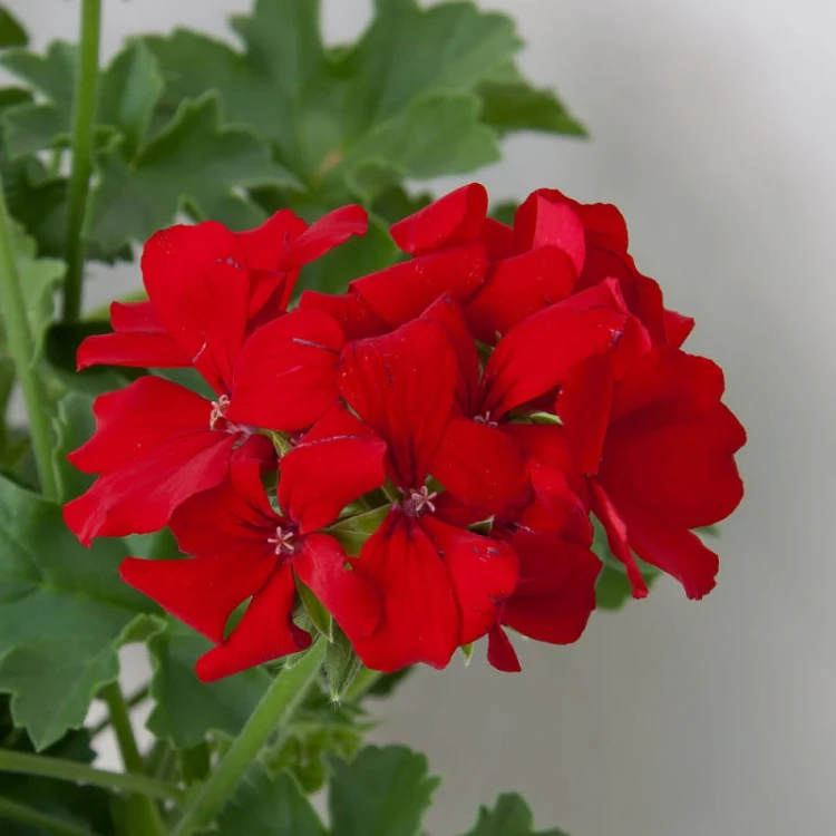 Pelargonia MARCADA DARK RED P9