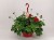Pelargonia MARCADA DARK RED P9