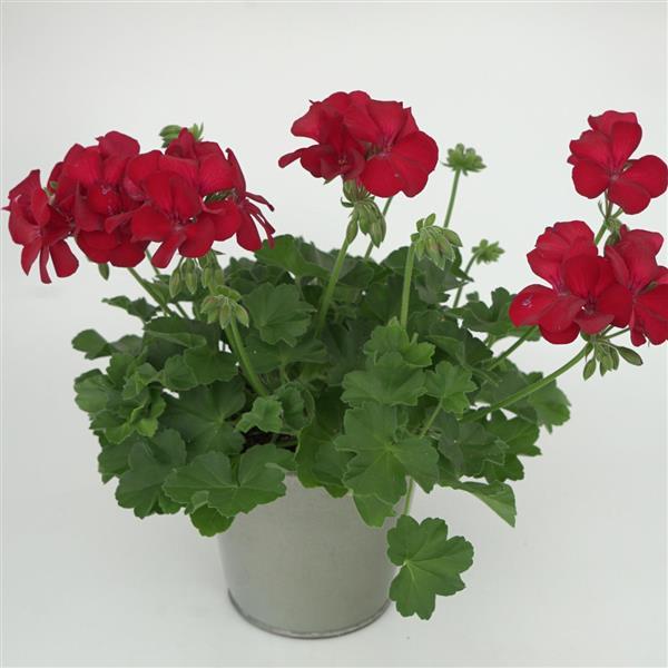 Pelargonia MARCADA DARK RED P9