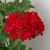 Pelargonia MARCADA DARK RED P9