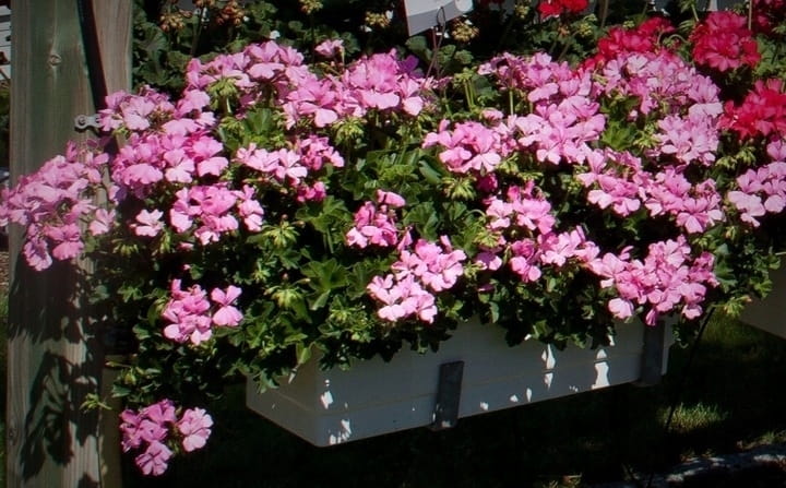 Pelargonia MARCADA PINK P9