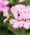 Pelargonia MARCADA PINK P9