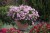 Pelargonia MARCADA PINK P9