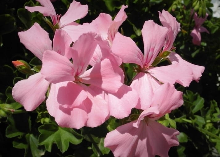 Pelargonia MARCADA PINK P9