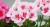 Pelargonia Rabatowa Smokey Eye White P9