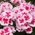 Pelargonia Rabatowa Smokey Eye White P9