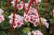 Pelargonia Rabatowa Smokey Eye White P9