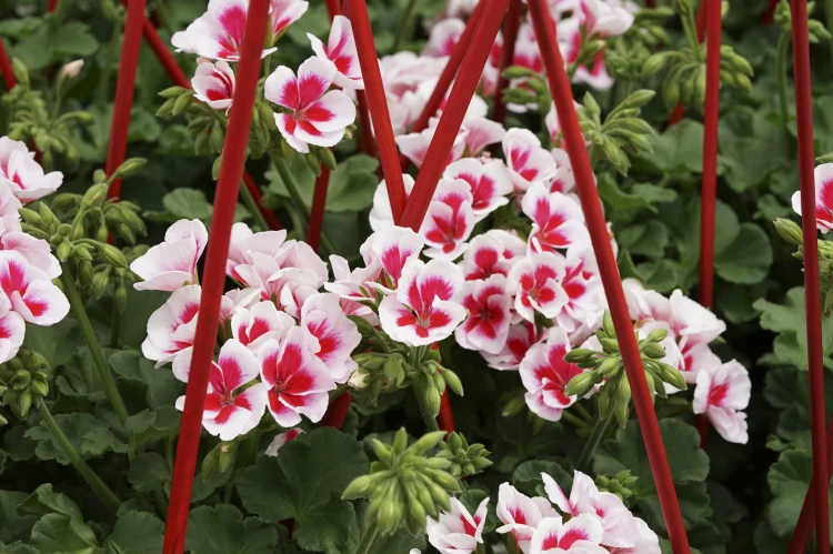 Pelargonia Rabatowa Smokey Eye White P9