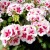 Pelargonia Rabatowa Smokey Eye White P9