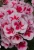 Pelargonia Rabatowa Smokey Eye White P9