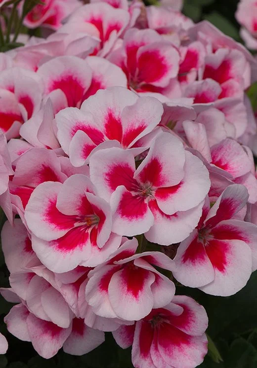 Pelargonia Rabatowa Smokey Eye White P9