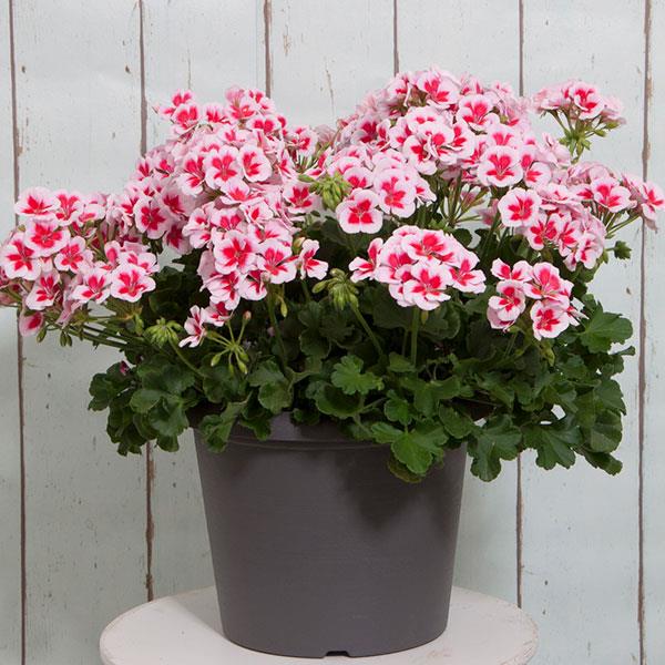 Pelargonia Rabatowa Smokey Eye White P9