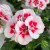 Pelargonia Rabatowa Smokey Eye White P9