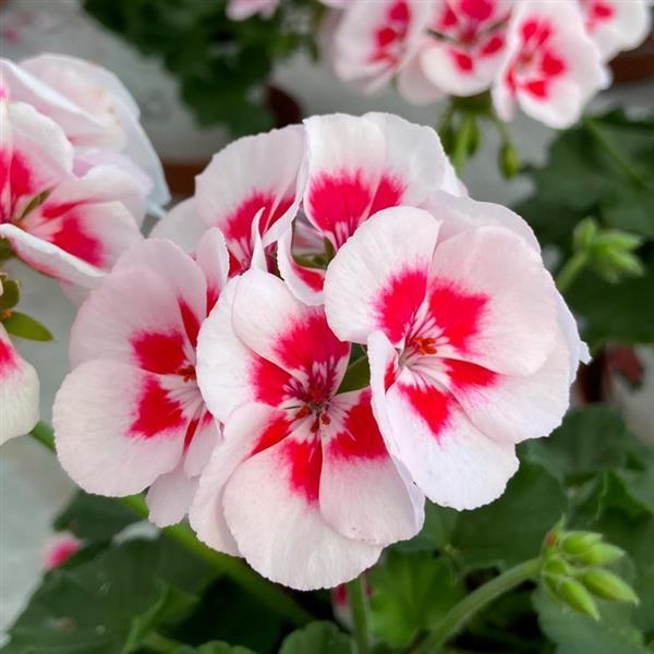 Pelargonia Rabatowa Smokey Eye White P9