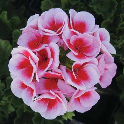 Pelargonia Rabatowa Smokey Eye White P9