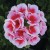 Pelargonia Rabatowa Smokey Eye White P9