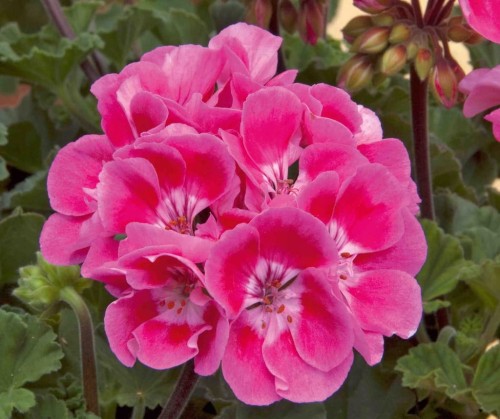 Pelargonia Rabatowa RÓŻ VINETA P9