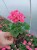 Pelargonia Rabatowa RÓŻ VINETA P9