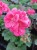 Pelargonia Rabatowa RÓŻ VINETA P9