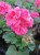 Pelargonia Rabatowa RÓŻ VINETA P9