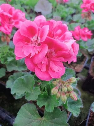 Pelargonia Rabatowa RÓŻ VINETA P9