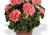 Pelargonia Rabatowa NIGHTDANCER SALMON P9