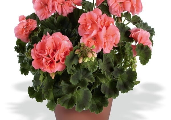 Pelargonia Rabatowa NIGHTDANCER SALMON P9