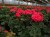 Pelargonia Rabatowa NIGHTDANCER SALMON P9