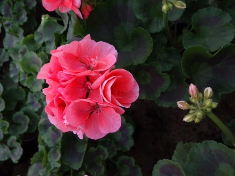 Pelargonia Rabatowa NIGHTDANCER SALMON P9
