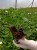 Pelargonia Rabatowa NIGHTDANCER SALMON P9