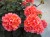 Pelargonia Rabatowa NIGHTDANCER SALMON P9