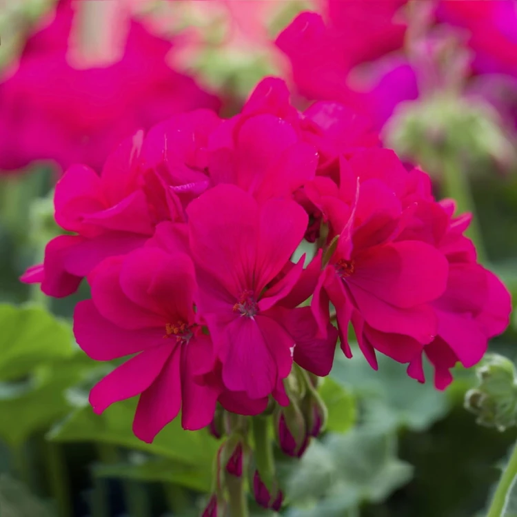 Pelargonia M Violet Calliope p9