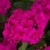 Pelargonia M Violet Calliope p9