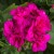 Pelargonia M Violet Calliope p9