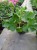 Pelargonia M Violet Calliope p9