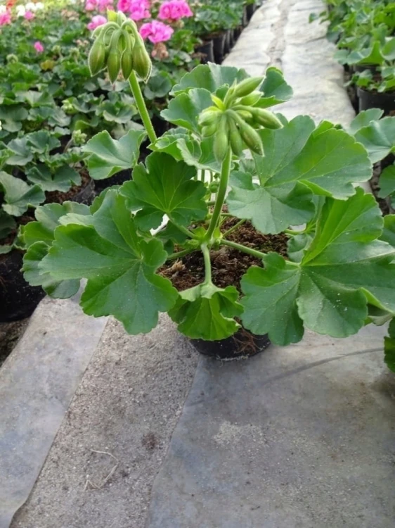 Pelargonia M Violet Calliope p9