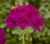 Pelargonia M Violet Calliope p9