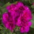 Pelargonia M Violet Calliope p9