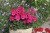 Pelargonia Rabatowa Tumbao Extra Pink p9