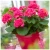 Pelargonia Rabatowa Tumbao Extra Pink p9