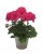 Pelargonia Rabatowa Tumbao Extra Pink p9