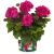 Pelargonia Rabatowa Tumbao Extra Pink p9