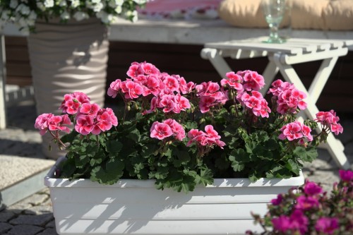 Pelargonia Rabatowa LADY RAMONA P9