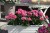 Pelargonia Rabatowa LADY RAMONA P9