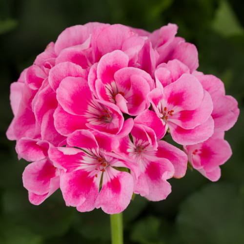 Pelargonia Rabatowa LADY RAMONA P9