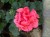 Pelargonia Rabatowa LADY RAMONA P9