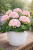 Pelargonia Magic Kiss Pink Sugar P9